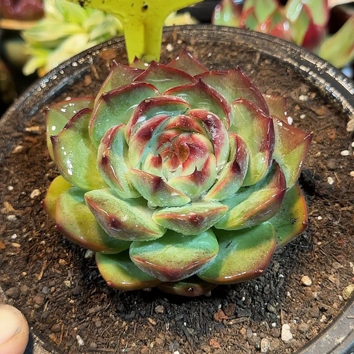 阴阳惊鸿一物一拍包装收缩花旱344