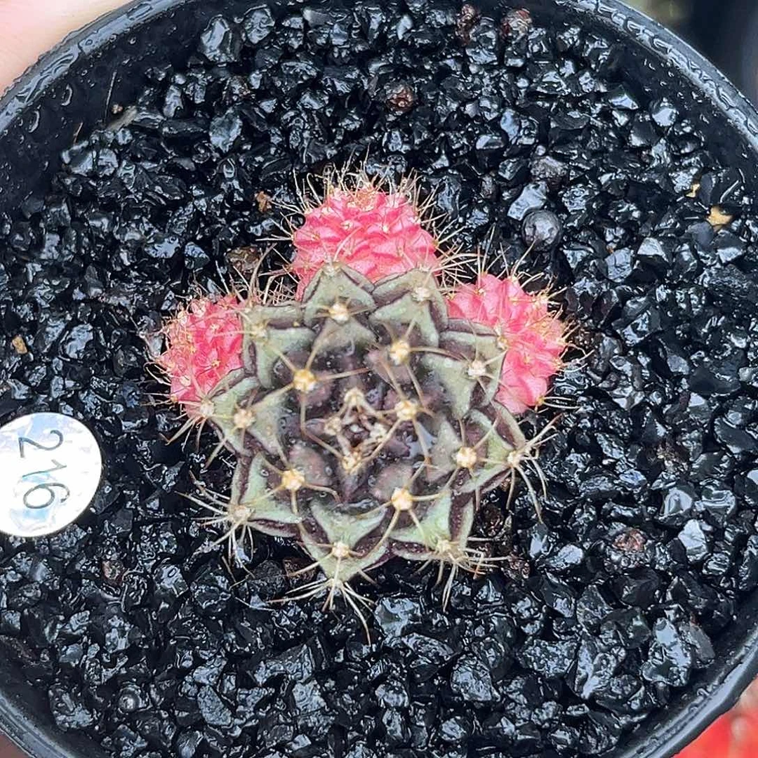 216   带盆土发货