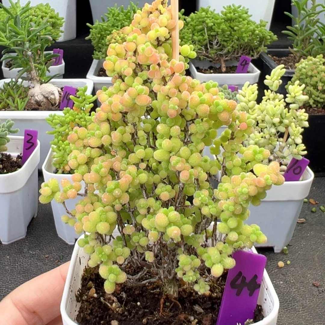 44号彩色蜜橘一物一拍