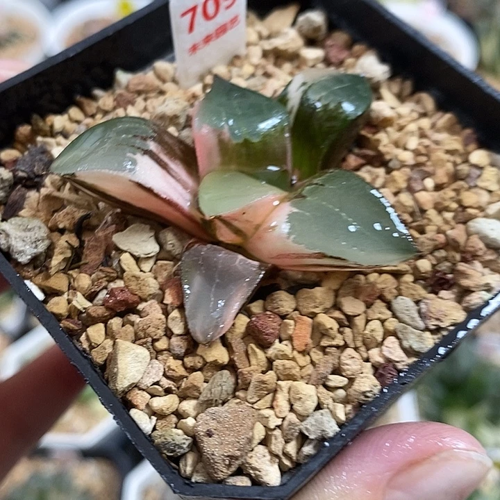 709龙禧克锦一物一拍