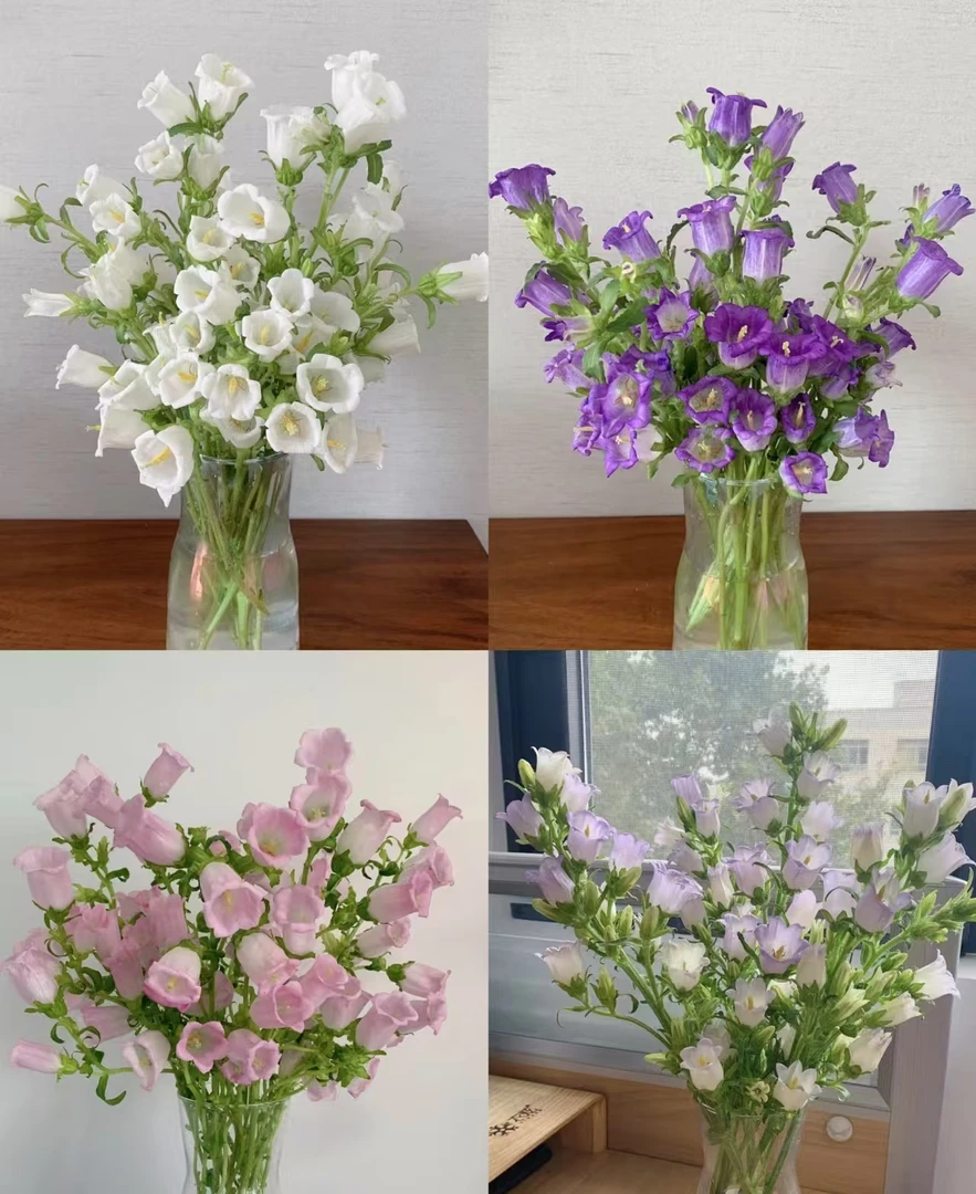 鲜花【随机色风铃】配草 云南鲜花 基地直发 两单发冷链送货上门