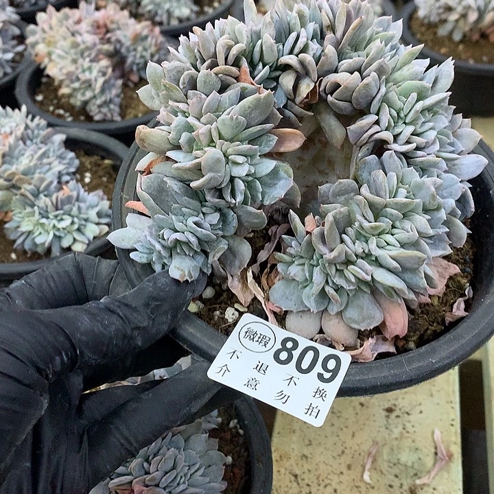 白茶缀化 瑕疵 非偏远38包邮 节后发货