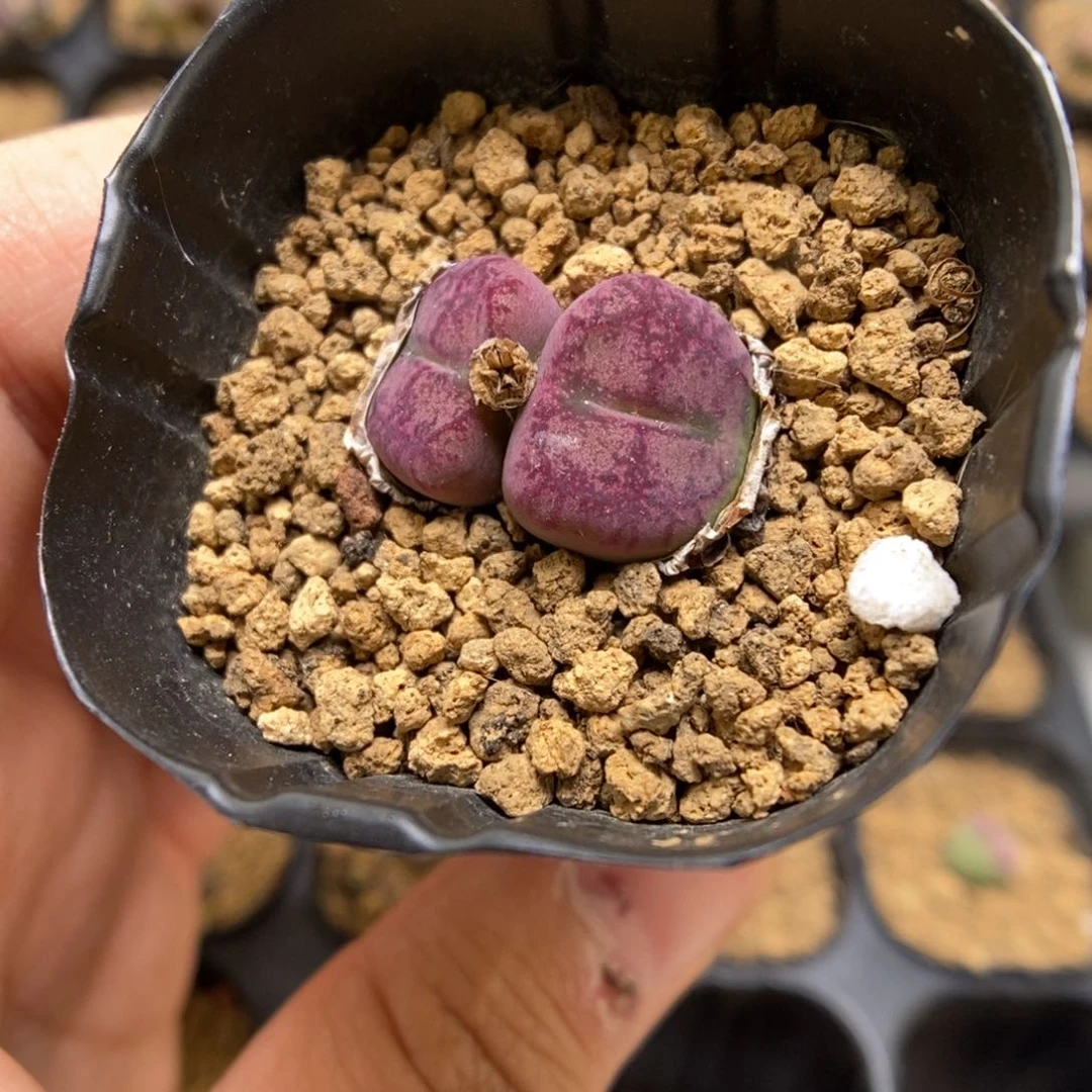 多肉植物肉锥杂交K-3743