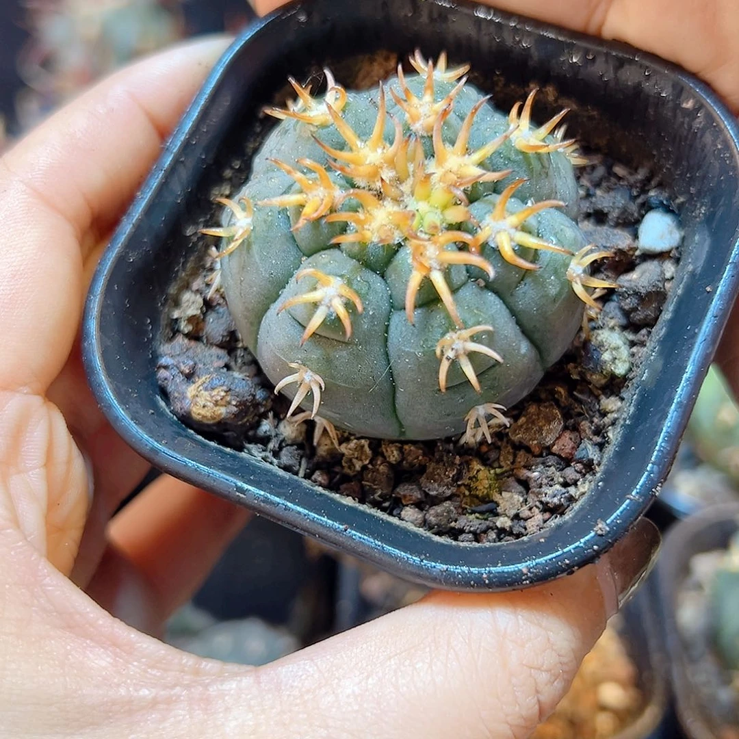 实生猫爪4.3公分1颗