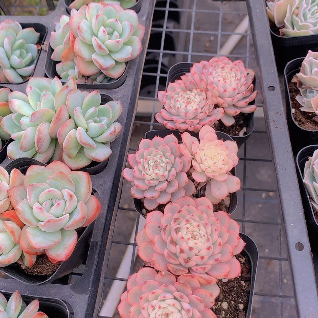 三颗姬莲锦345677889900