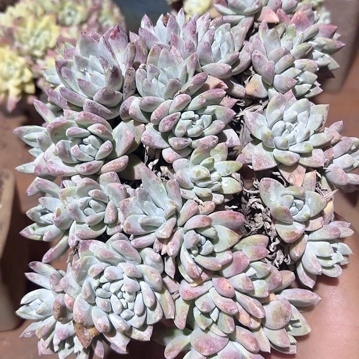 仙女杯多肉植物提取