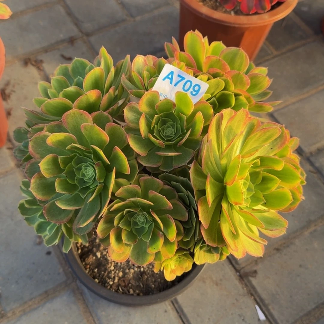 全部花朵709奶白444冠服26左右丛林