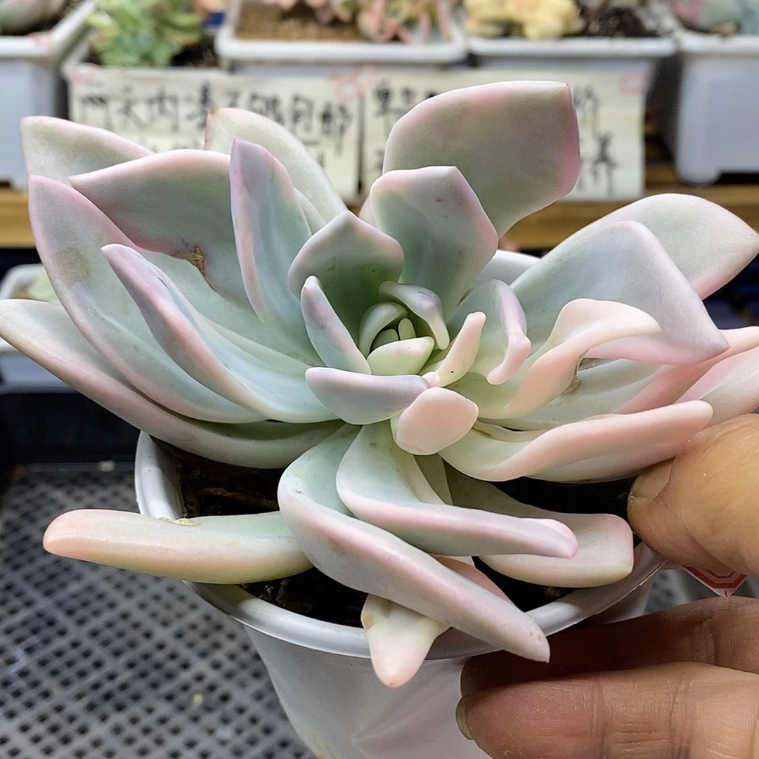 2458 奥普覆轮锦