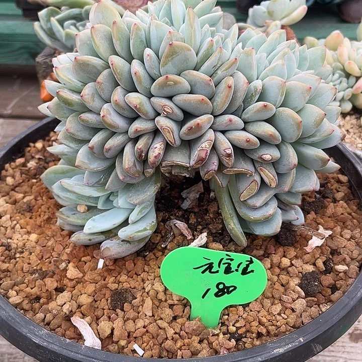 橙梦露缀化一物一拍