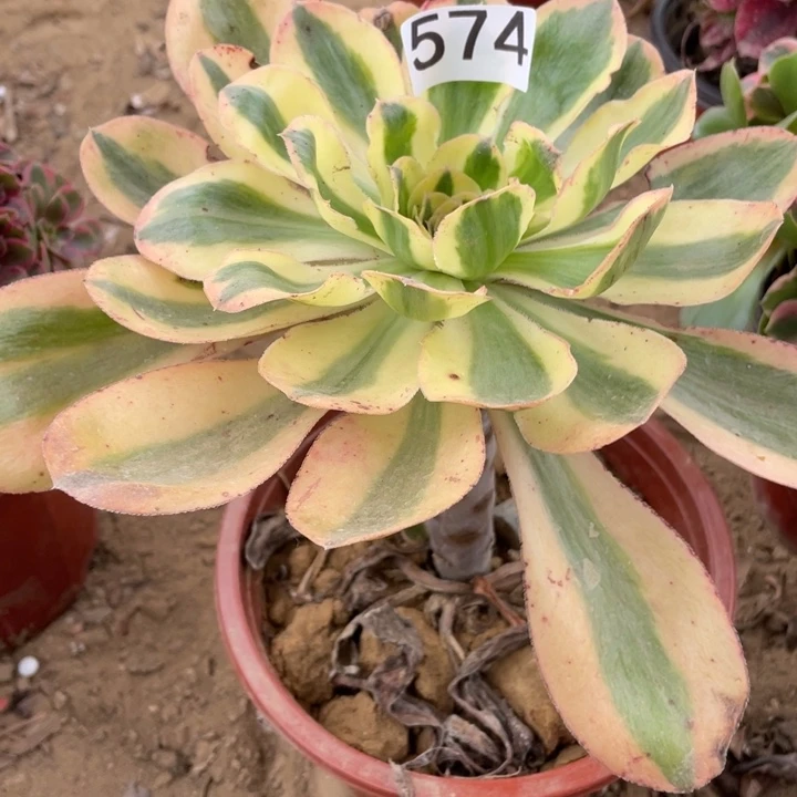 无花朵574多肉植物燕姿锦