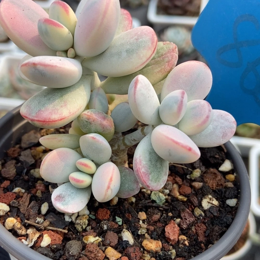 862福娘锦多肉植物保护