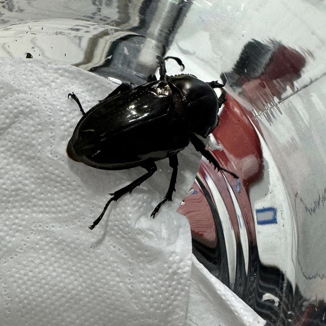 彩虹锹甲 成虫 活体（38号）母 35mm香槟