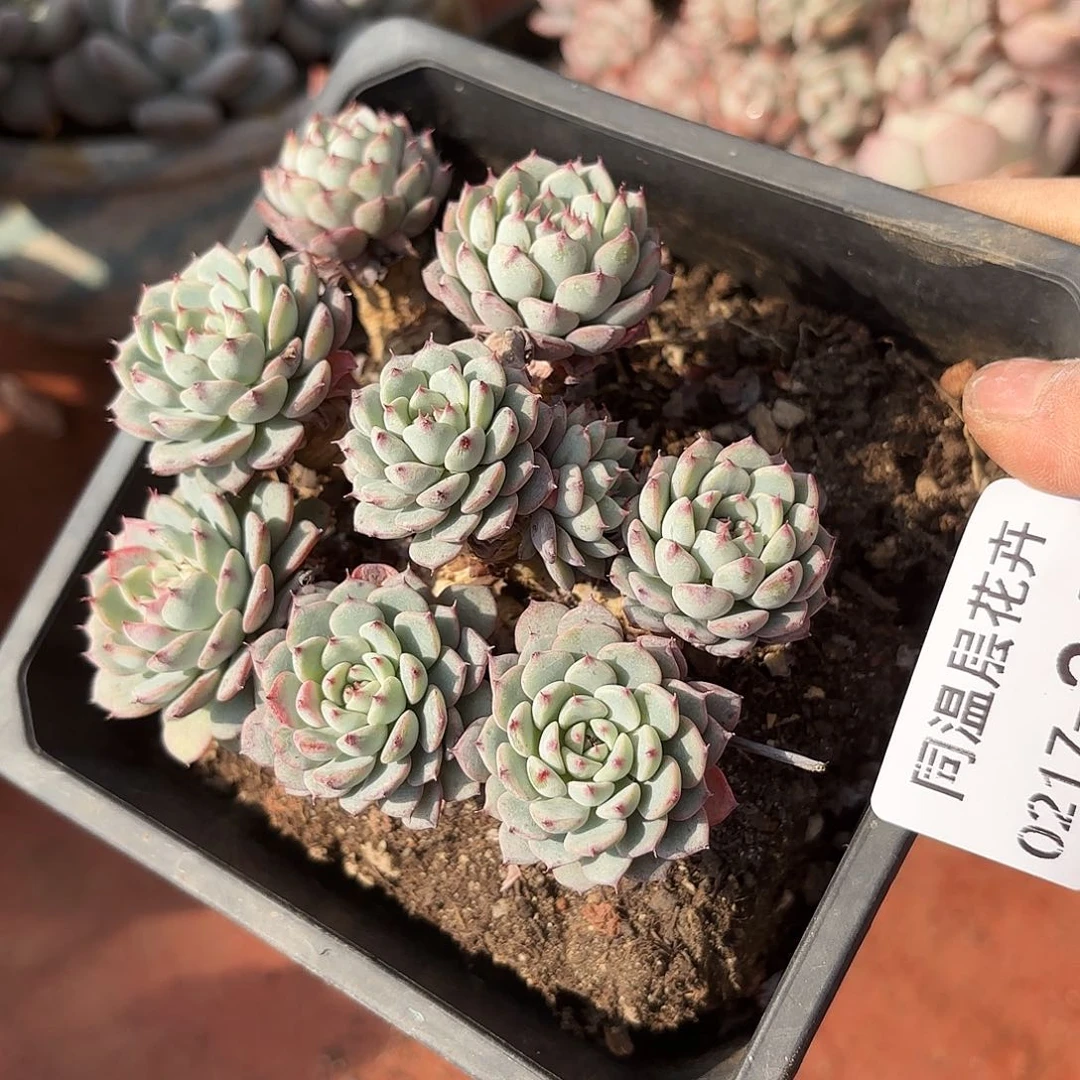 同温层多肉蓝姬莲245