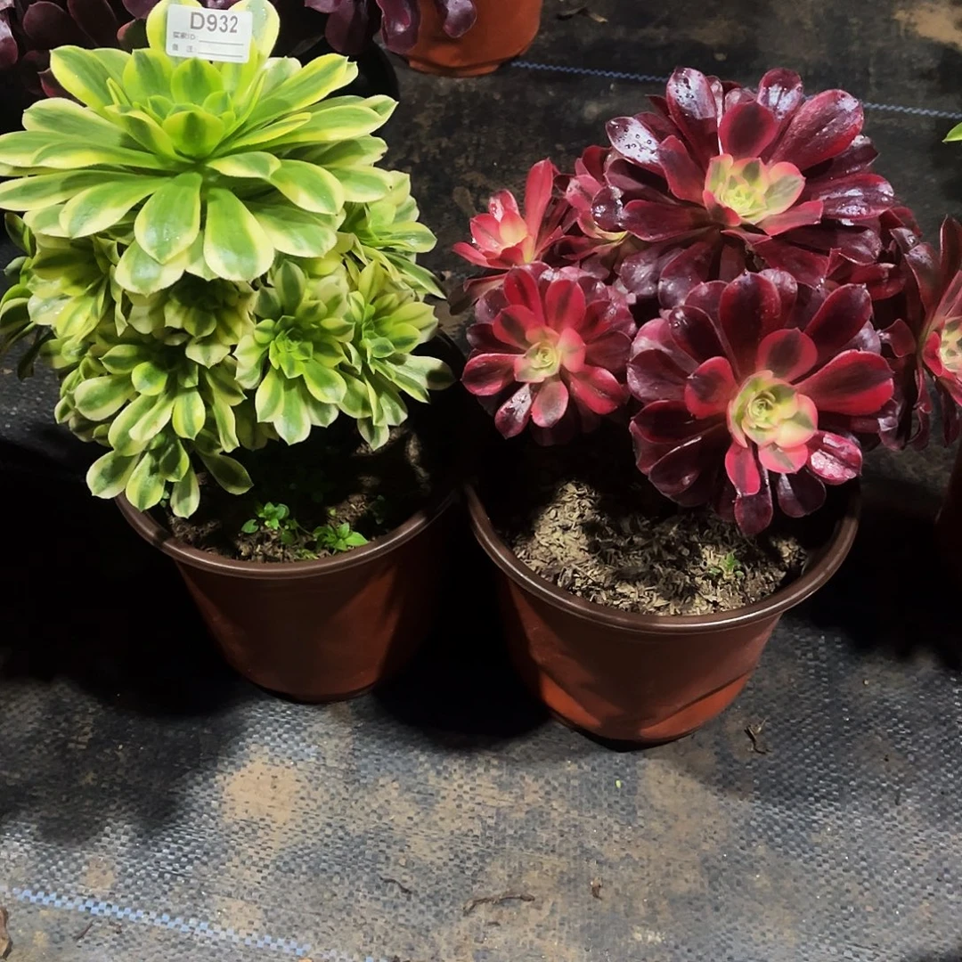 完全开放多肉植物932金丝翡翠，美杜莎