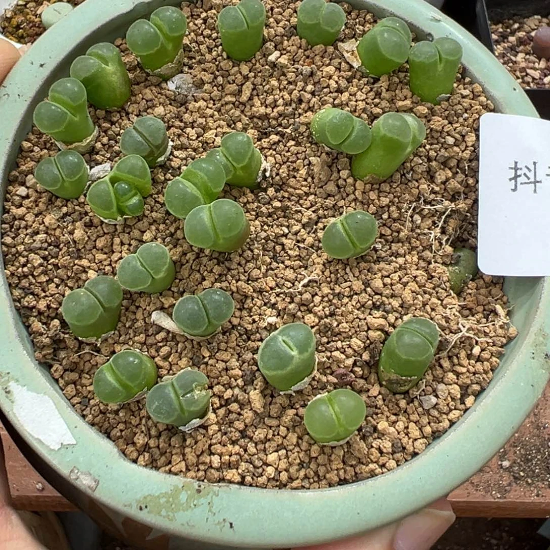。***。1-235肉锥多肉植物