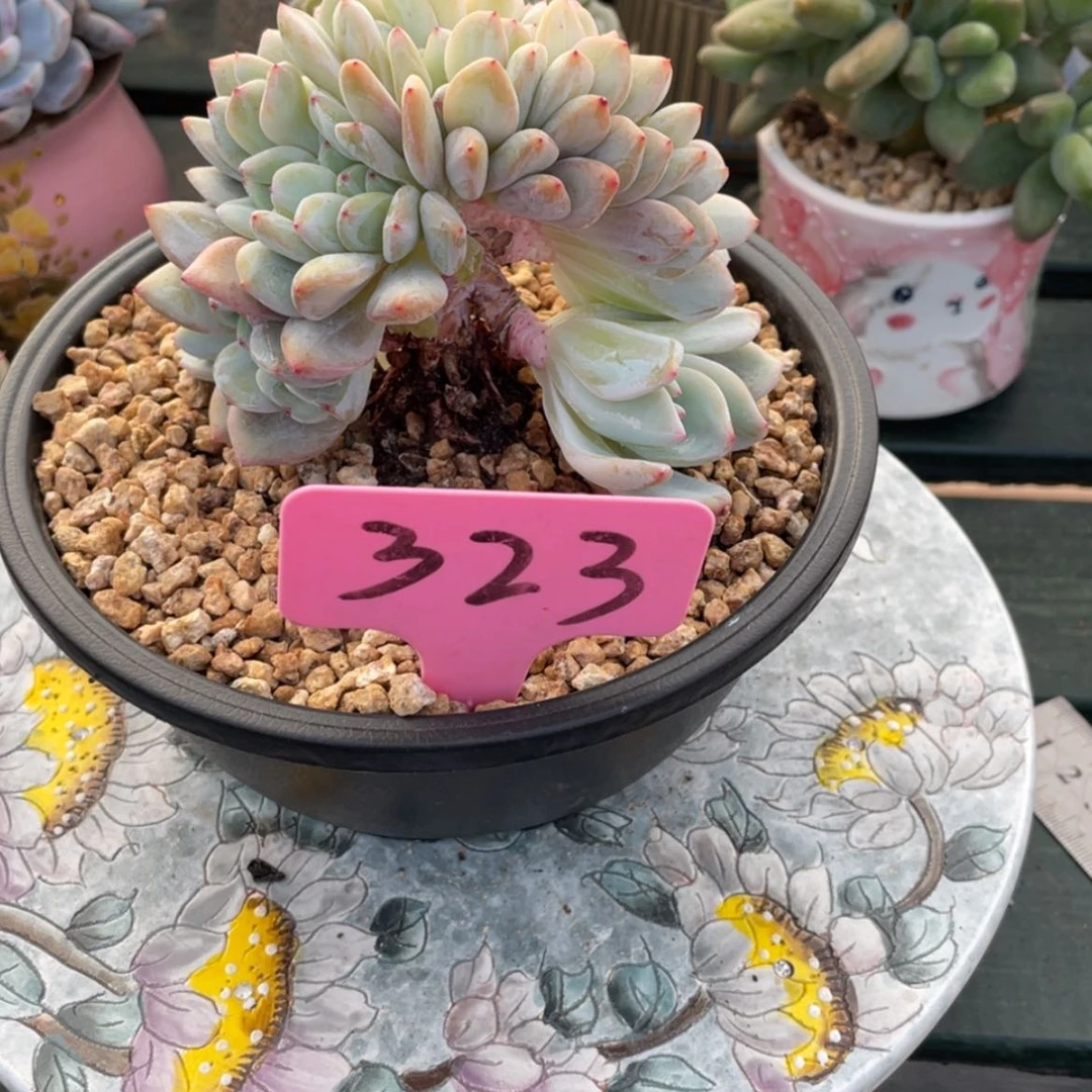 【闪购商品】乔*星影323