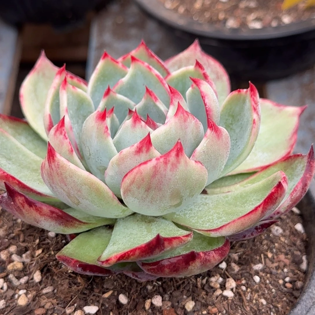 惊鸿一物一拍包装收缩花旱437