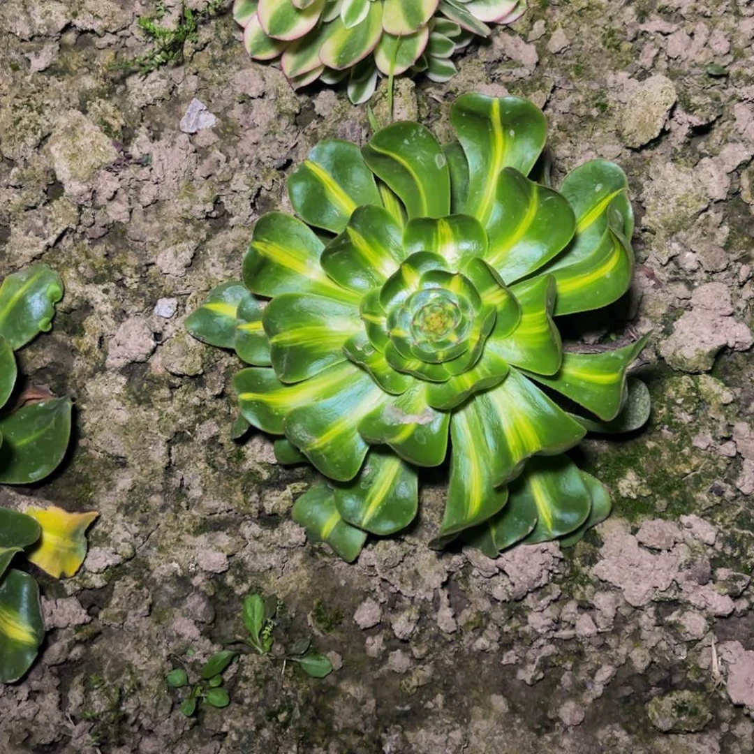 暴君多肉植物捧花的