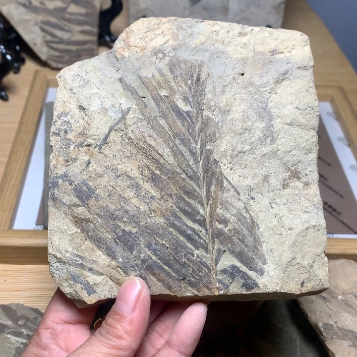 *****有机玻璃辽西植物化石摆件