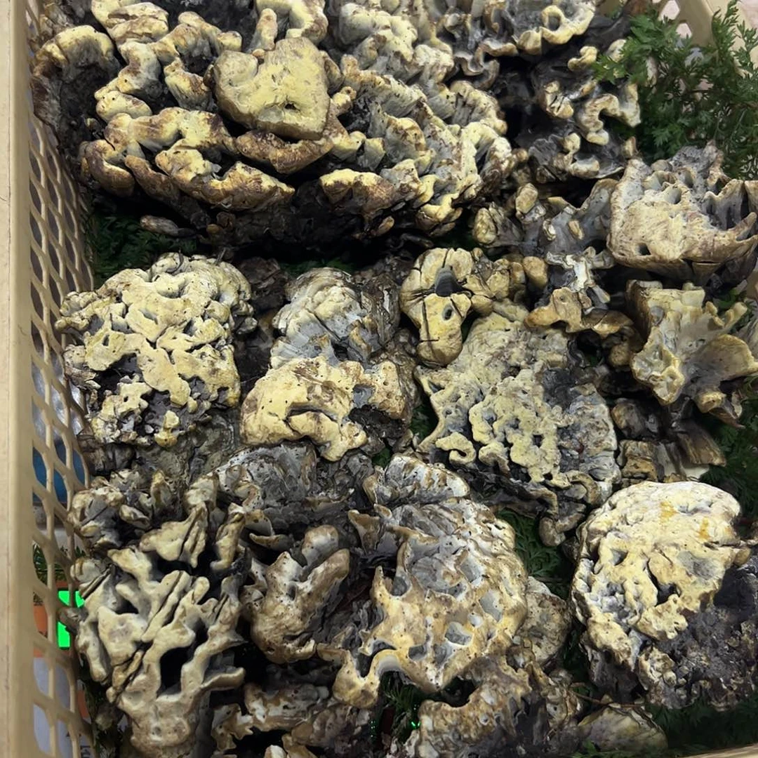 鸡纵菌鸡纵菌鸡纵中国大陆