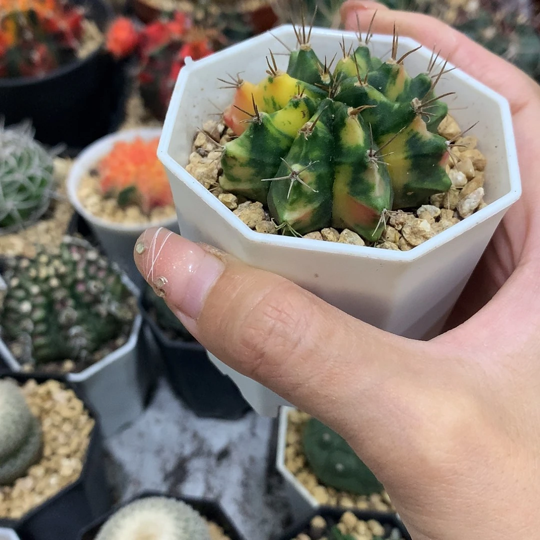 当前无花栽培后可以开花实生根散斑米哈