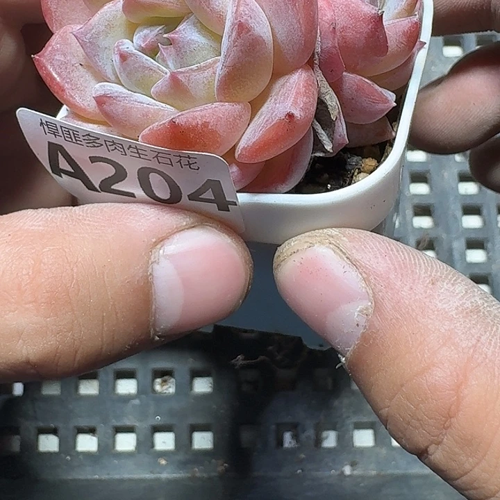 204 多肉植物多肉植物