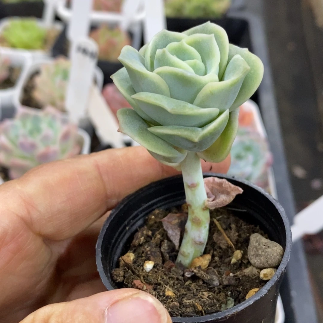 精品多肉一一物一拍不包整161