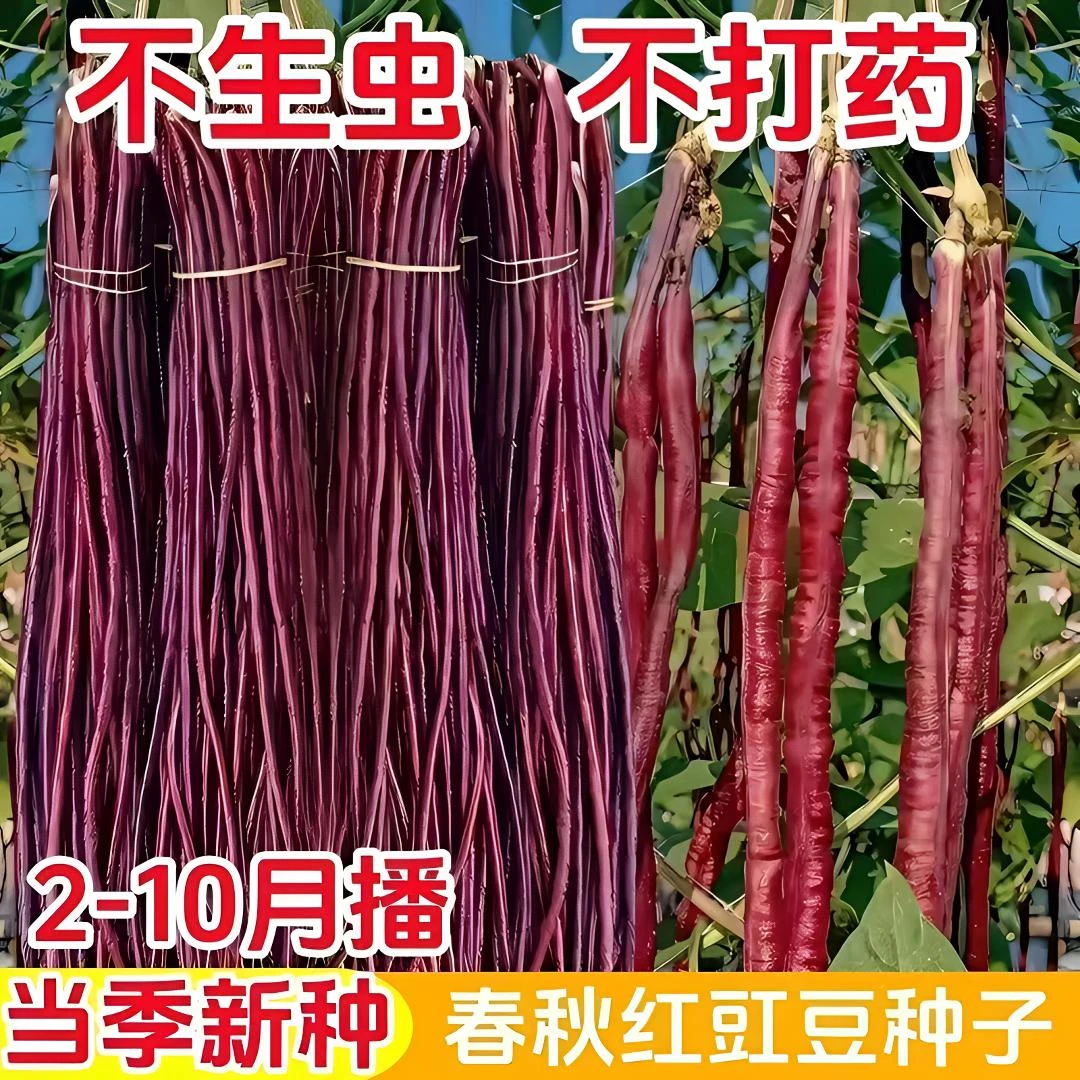 【买2包送1包】红色豇豆种子地豇豆种籽蔬菜夏季耐热春秋红豇豆种子