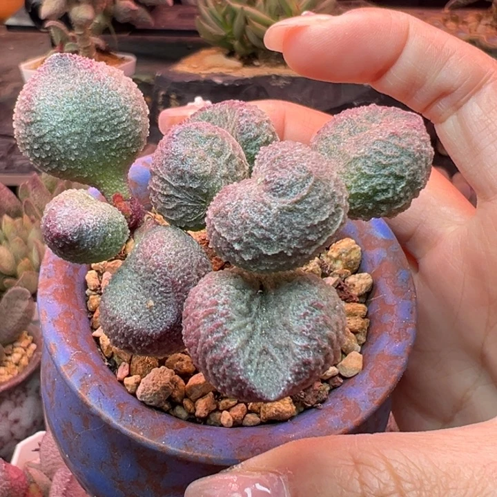 水蜜桃。