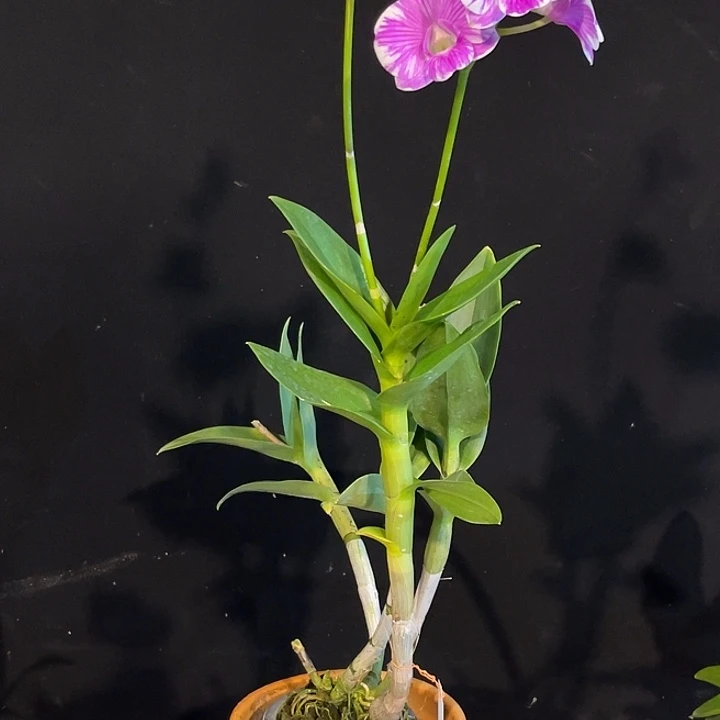 当前无花朵，栽培后可花朵柠檬树下1411白骑士