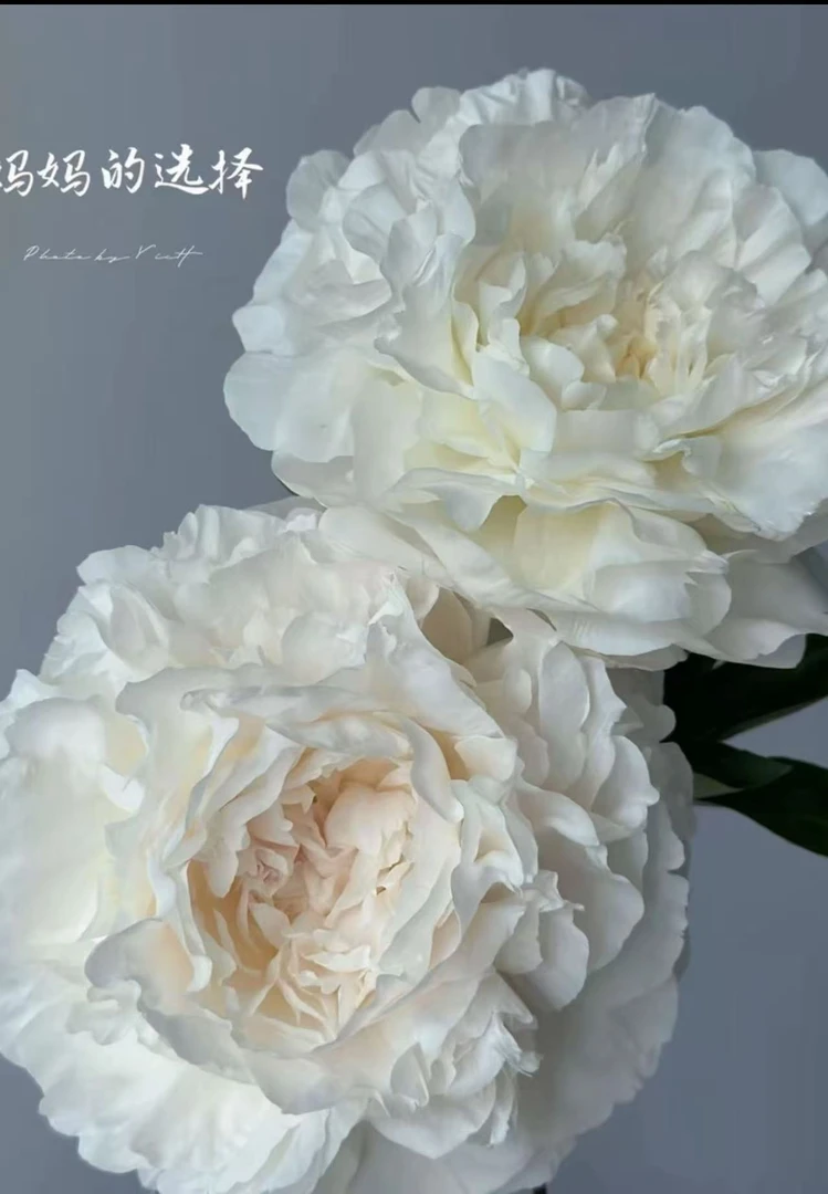 千层重瓣进口芍药花【妈妈的选择】白色系