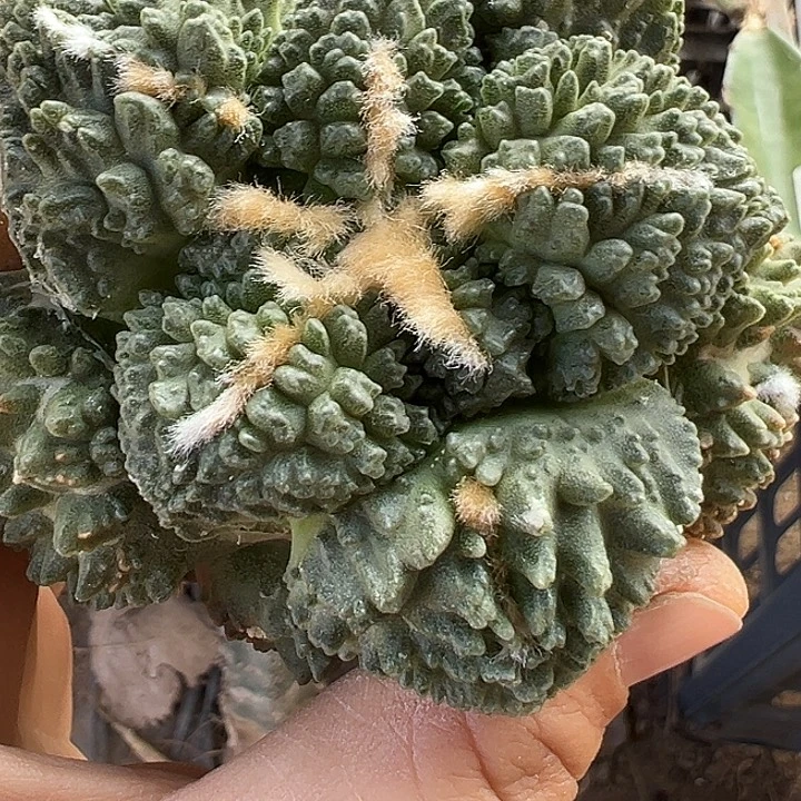 龟甲牡丹580仙人球