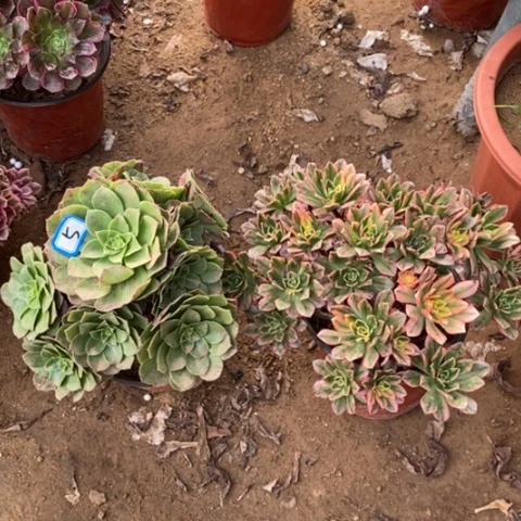 两颗法师一物一拍