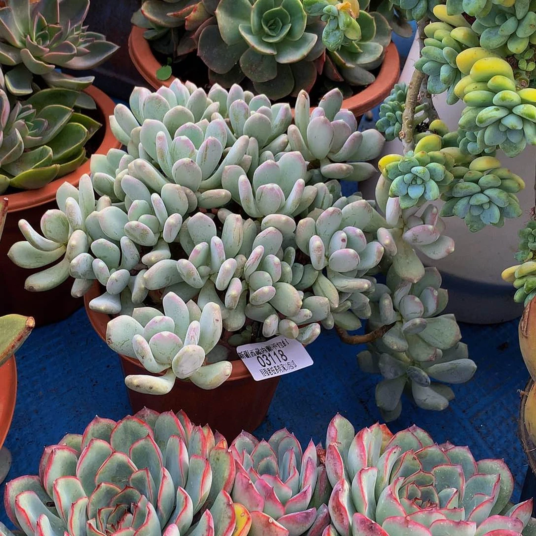 周***司稻田姬03118多肉多肉