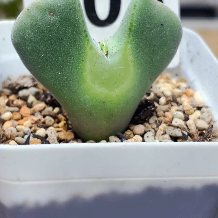 303空婵母本带盆lll