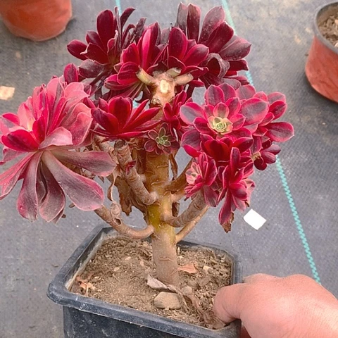 120金丝母本多肉植物