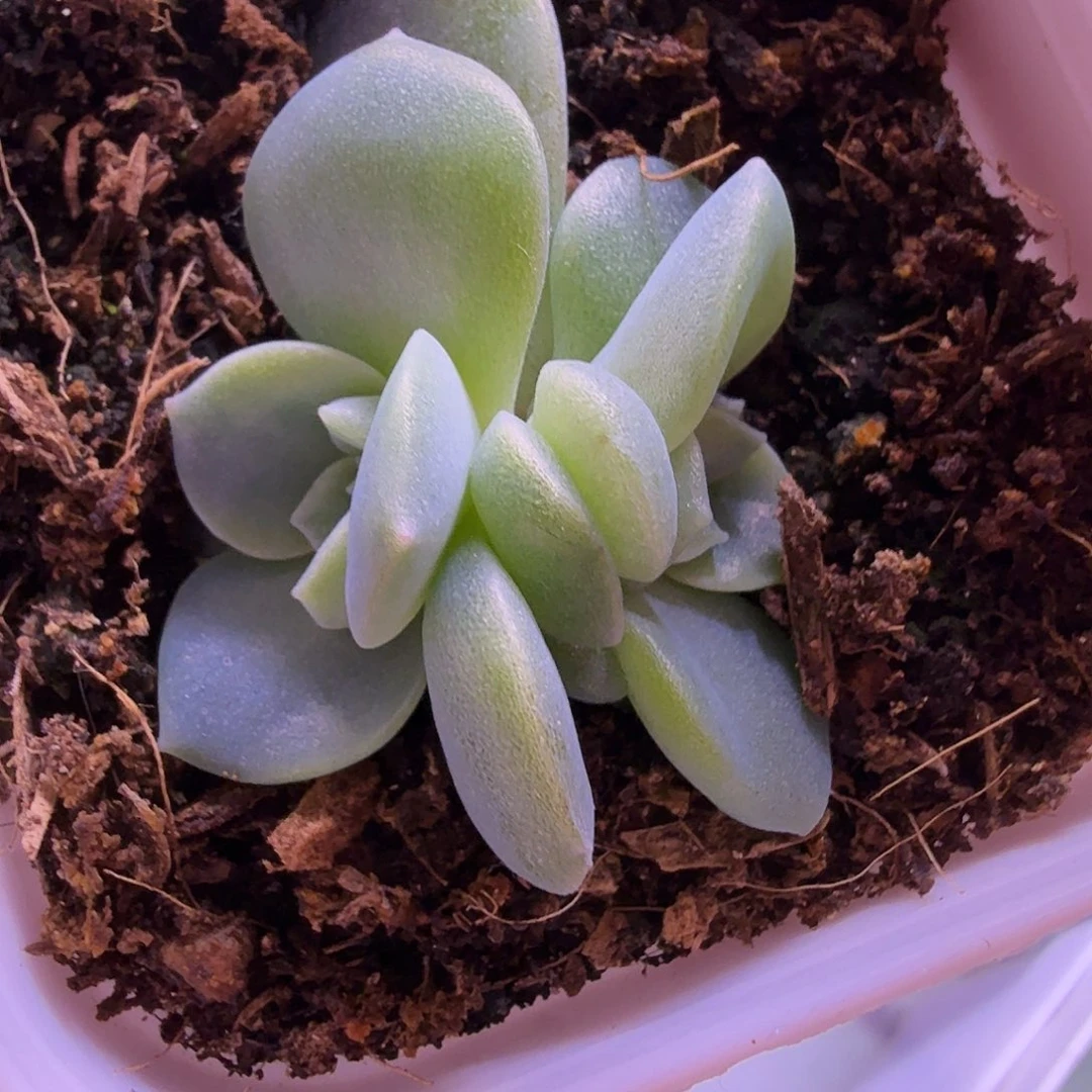 M30叶插苗一物一拍