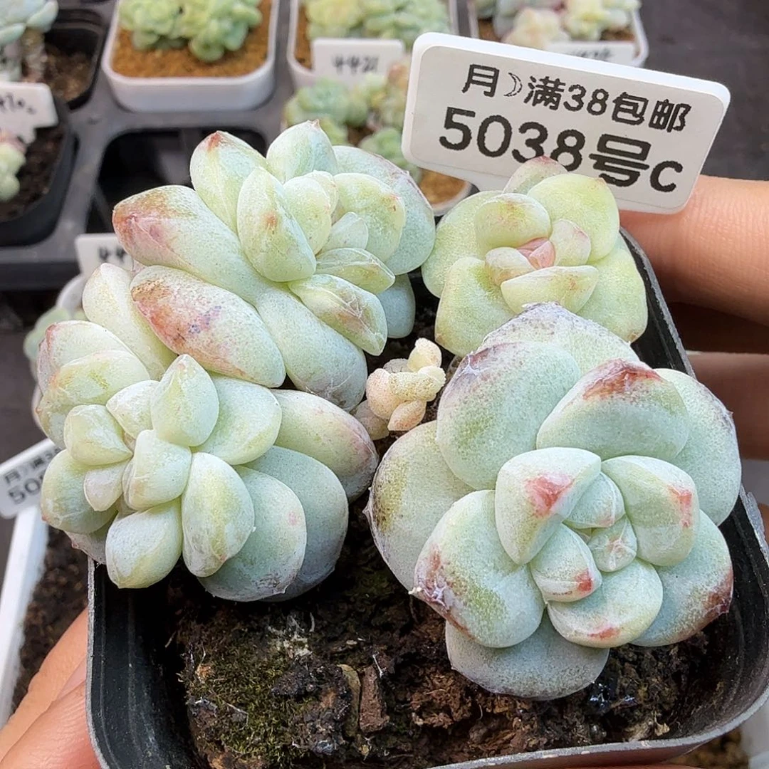 5038号冰玉石化母猪体