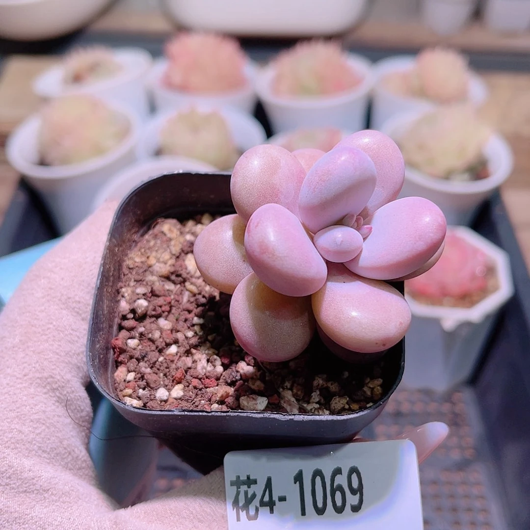 花利美4-1069桃蛋