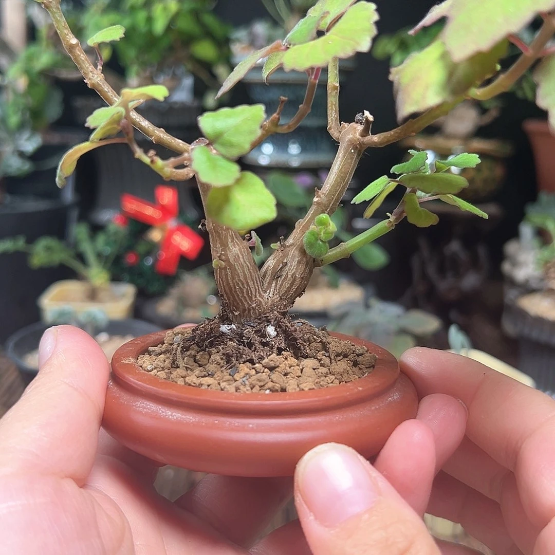 爱氏延命草脱土包邮