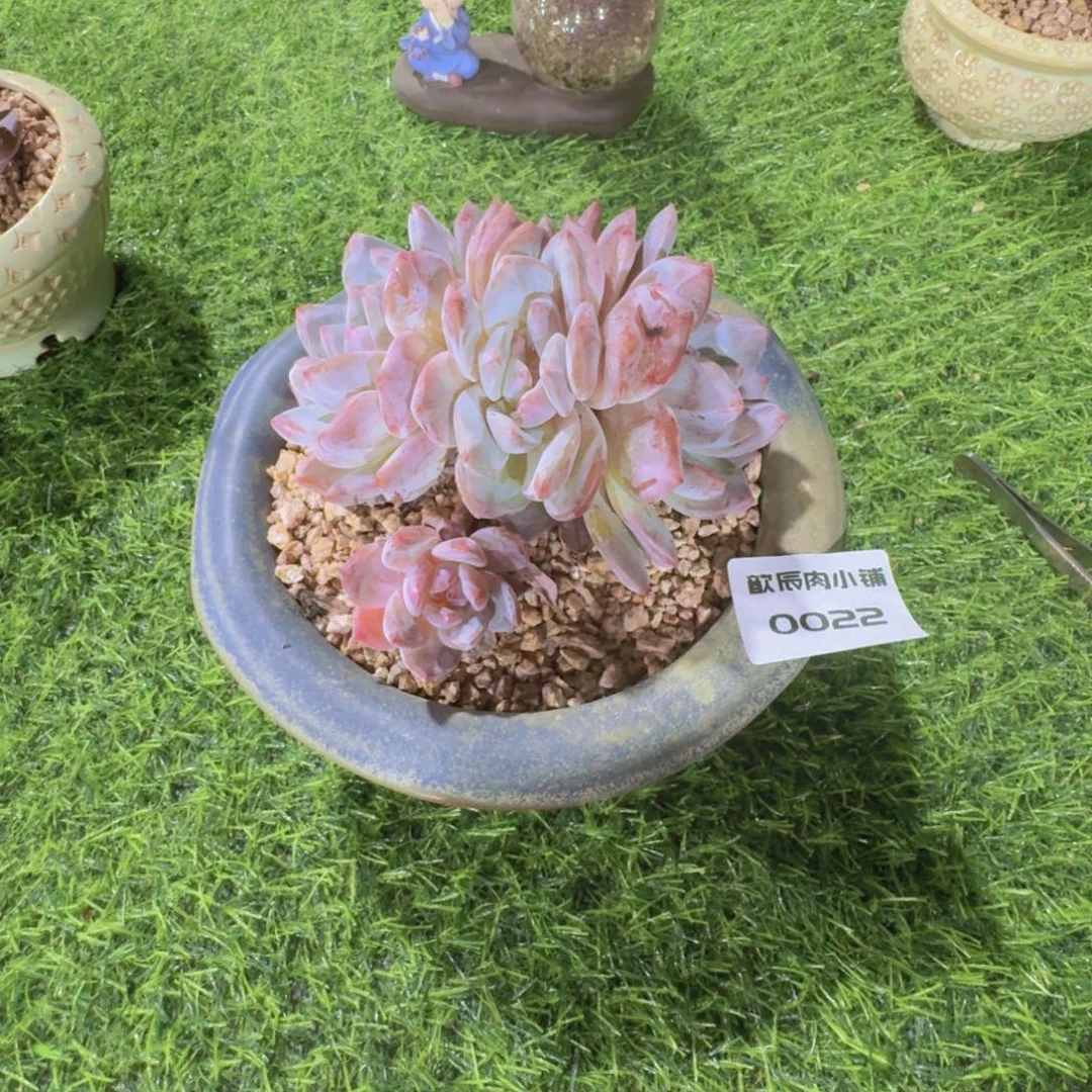 燕***语多肉植物橙梦露群0022