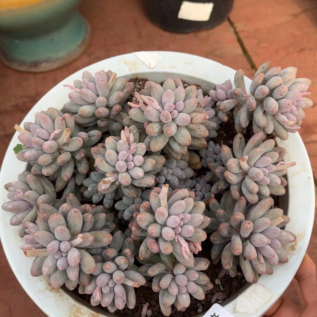 同温层多肉婴儿手指05