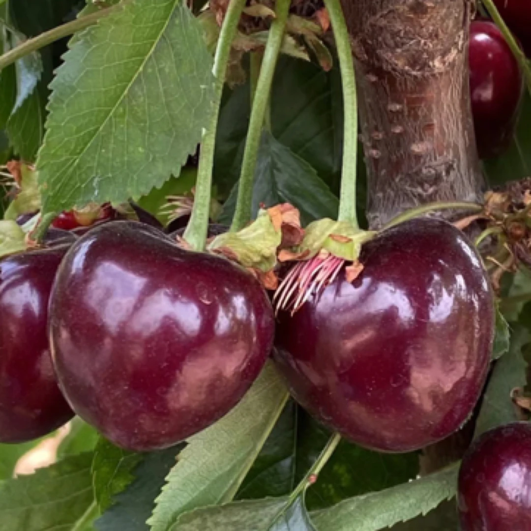 （次日达）冲量100单新鲜俄8樱桃 1-3斤3J顺丰包邮俄罗斯8号樱桃