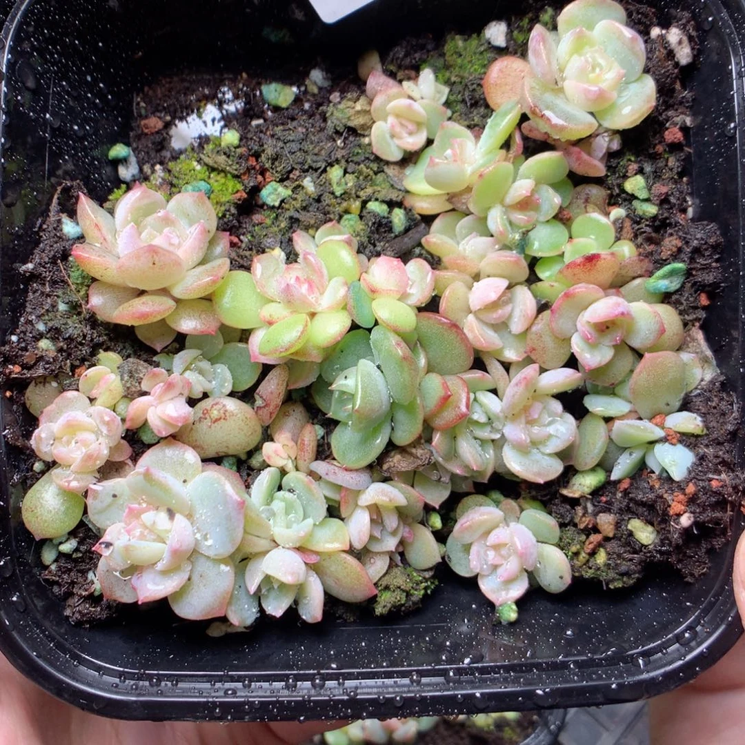 无花朵Q30云岚yyyy
