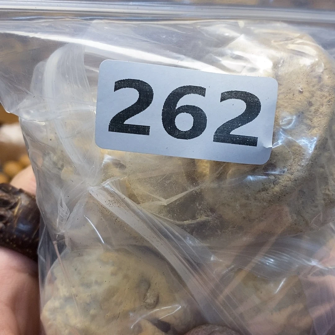 吊坠橄榄核•文化交流