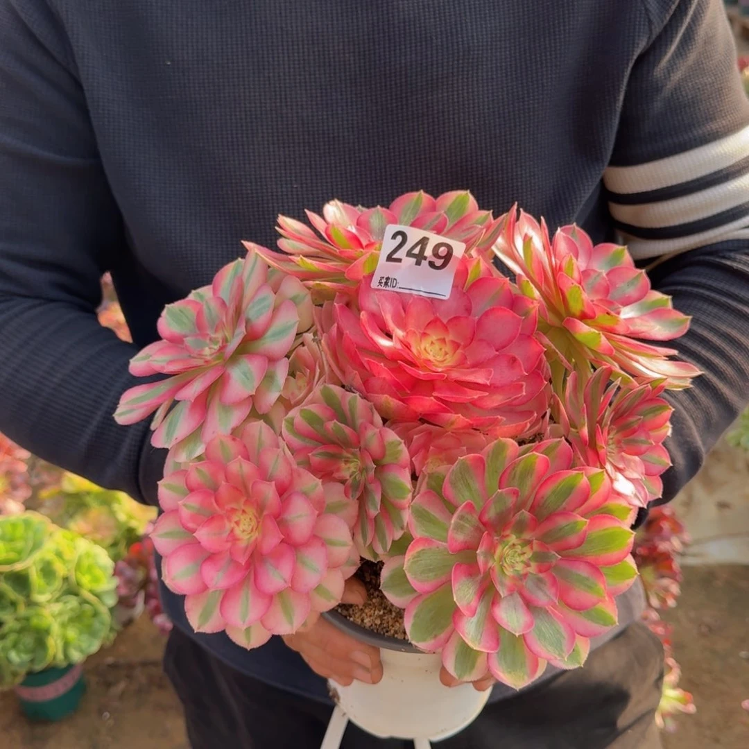 249倾城多肉植物