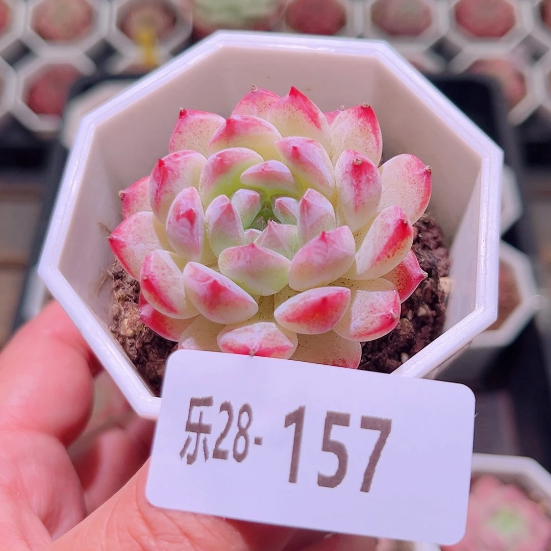 乐然28-157 白桃汽水