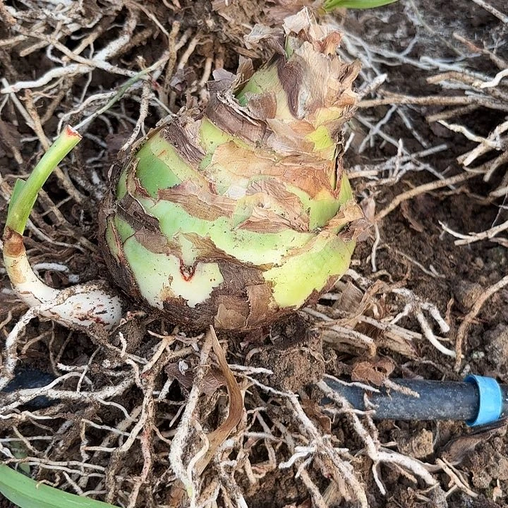 甜蜜9-10有花剑包对版