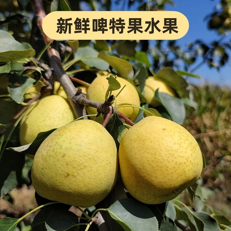 临夏和政啤特果现摘现发