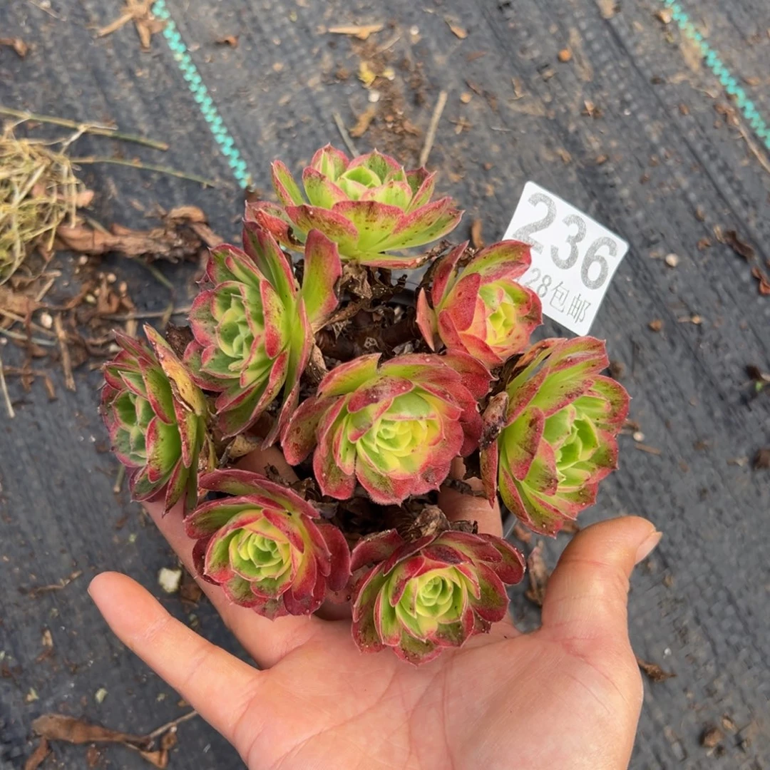 多肉植物236无售后